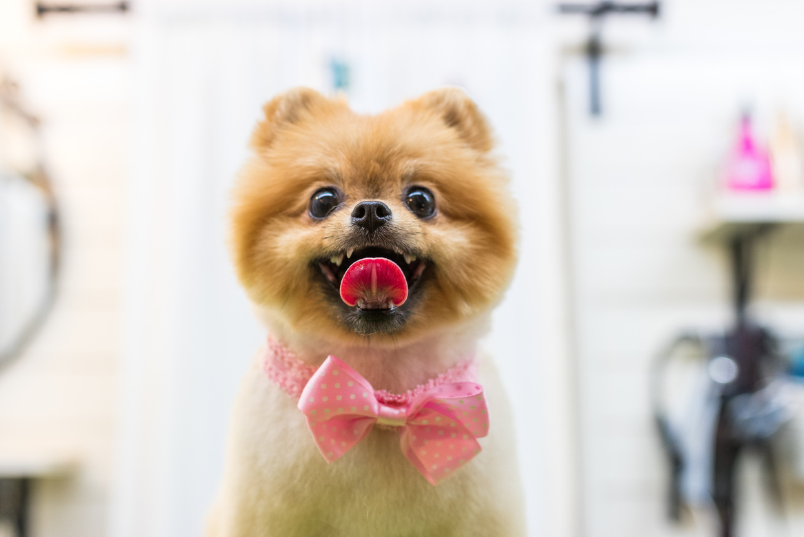 Pomeraninan pet groomer