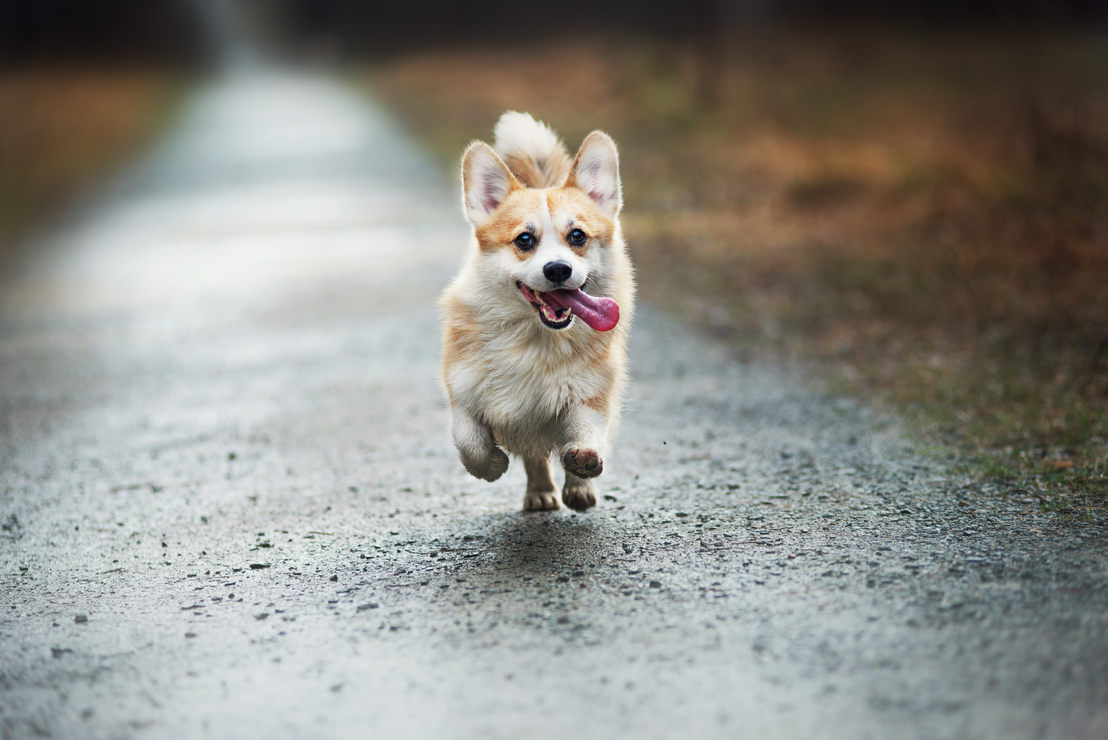 cute corgi dog